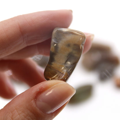 Petrified Wood Tumble Stones – Medium | 24-Pack