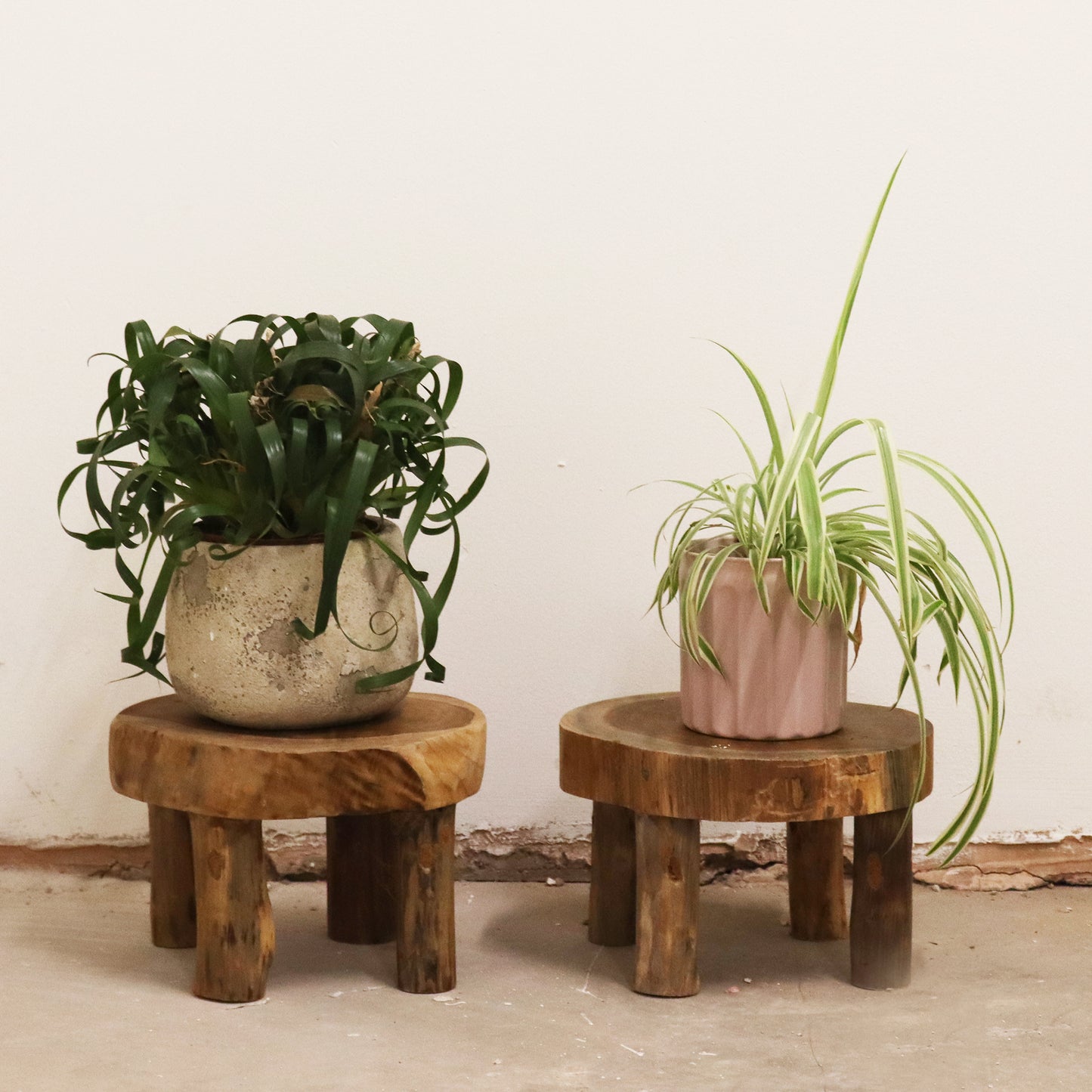 Medium Natural Teak Pad Displays – Set of 2 | Handcrafted with Sustainably Sourced Teak Wood